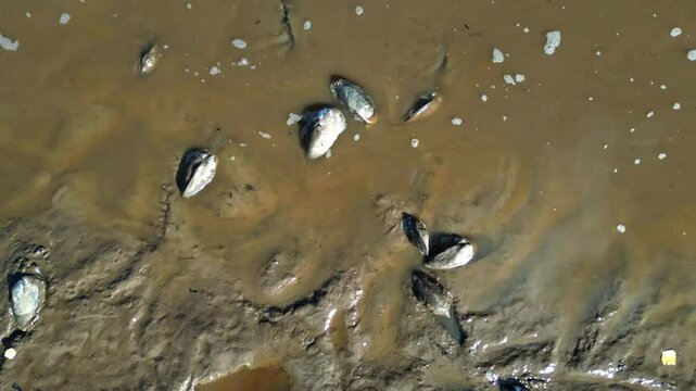 Swan Mussel, Anodonta Cygnea In A Muddy Pond. Topdown Shot