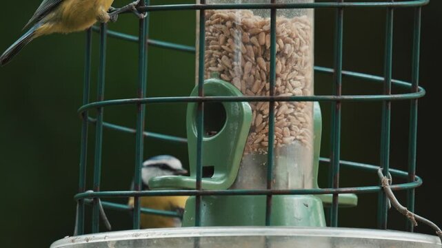 Blue Tit birds feeding on a bird feeder