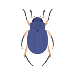 beetle illustration