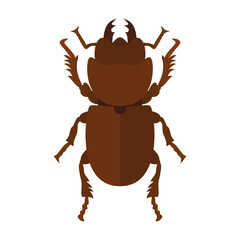 beetle illustration