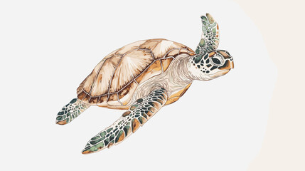 Sea turtle watercolor isolated on white background. Ocean underwater animal painting vector illustration