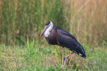 Asian Woolly-necked Stork colse-up. The Asian Woolly-necked Stork is a striking bird with a distinctive woolly neck and black plumage.