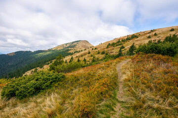 trail path to mountain peak. fall season. way uphill the steep slope. cloudy weather. coniferous forest on the hillside. strymba summit of synevyr national park in the distance