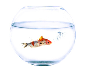 goldfish fish in bowl in studio