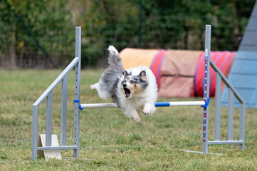 dog and agility