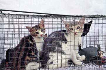 feral cats trapping © cynoclub