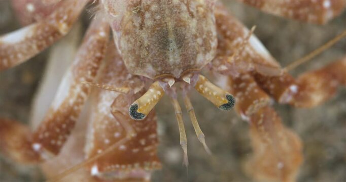 Hermit crab Pagurus pubescens close-up, Decapoda order. White Sea