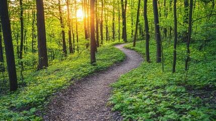 Obraz premium A winding path through a lush green forest at sunset.