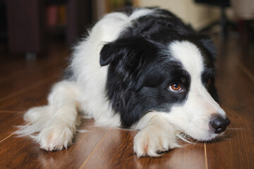 Cute puppy dog border collie lying down playing with funny face on floor at home indoors. Pet dog resting ready to sleep indoor. Funny emotional dog Love for pets friendship companion pet care
