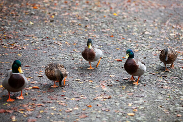 Gang of five ducks walking in a row on a grey concrete orange and yellow leafy ground in Autumn 