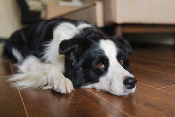 Plakat Cute puppy dog border collie lying down playing with funny face on floor at home indoors. Pet dog resting ready to sleep indoor. Funny emotional dog Love for pets friendship companion pet care