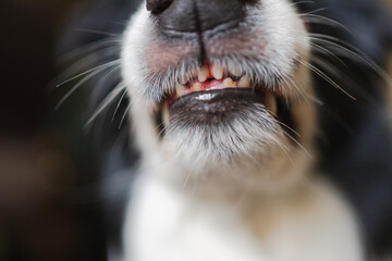 Dangerous angry dog. Aggressive puppy dog border collie baring teeth fangs looking aggressive...