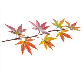 The leaves of Parthenocissus quinquefolia isolated on a white background. Studio shot.