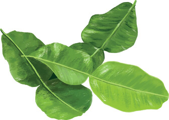 Lime leaves isolated