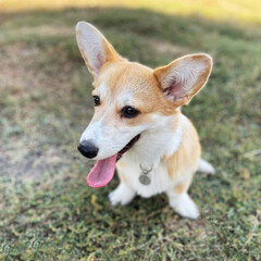 On a warm summer day, a corgi dog sits on the grass in the park with his tongue out.