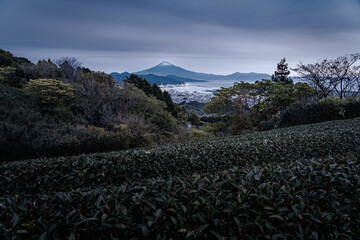 Beautiful Tea plantation with Mt.Fuji as background at shizuoka city at early morning (japan)