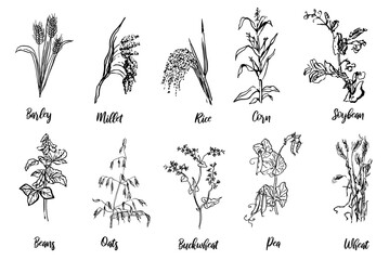 A drawing of various plants agriculture. Barley, millet, rice, corn, soybean, beans, oats, buckwheat, pea, wheat