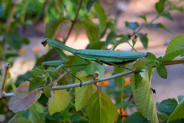 Pray Mantis camouflaged on a plant
