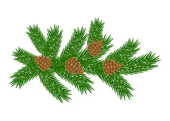 Fir branch with cones. Green fluffy pine branch isolated on transparent and white background. Vector illustration. Christmas tree. Close-up element for design decoration. New Year.