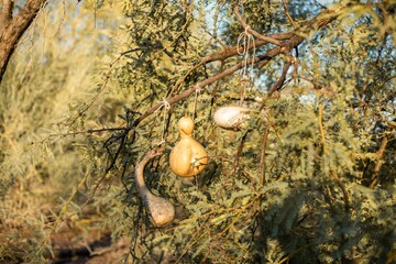 Closeup of traditional canteens used for storing and drinking water