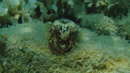 Common cuttlefish or European common cuttlefish (Sepia officinalis) undersea, Aegean Sea, Greece, Halkidiki, Pirgos beach
