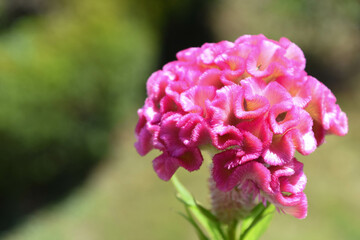 ピンクのケイトウ