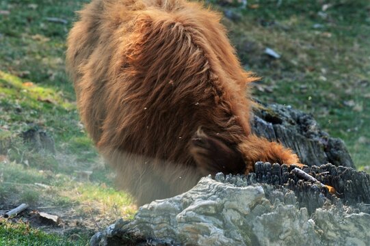 Mucca scozzese (Highlander)