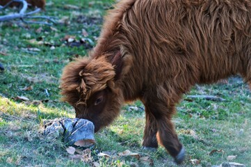 Mucca scozzese (Highlander)