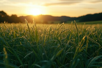 A gentle breeze sways through an open field of tall grass, creating a serene and peaceful landscape.