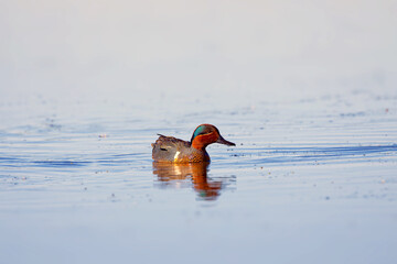 Green-winged Teal (Anas crecca carolinensis) , common teal on the lake. Males have a...