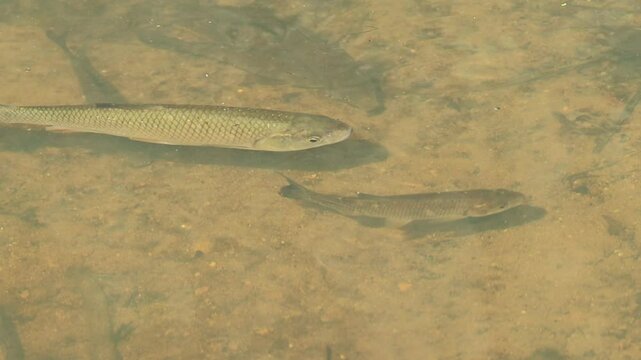fish gather in the pond in the sunlit part, small fish bask in the lake, Fish frolic in the shallow water in the sunshine