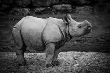 Obraz premium A black and white photo of a baby rhinoceros in the dirt