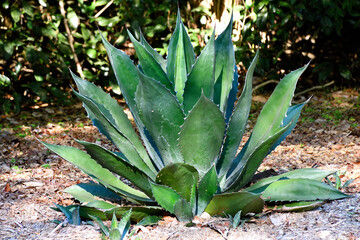  succulent Cactus plant