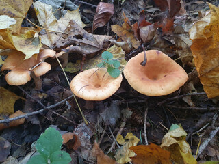 Edible mushroom Funnel-shaped Govorushka in the autumn forest around yellow leave