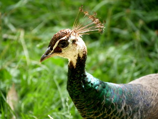 A female peacock or indian peafowl in the garden. Bird head portrait