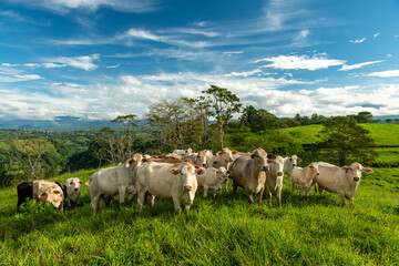 Charbray cattle farm in Chiriqui, The Australian Charbray is an Australian breed of cattle derived from a cross between French Charolais cattle and American Brahman cattle. Panama - stock photo