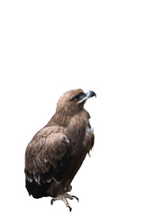 Indian eagle with white and Transparent background as PNG file.