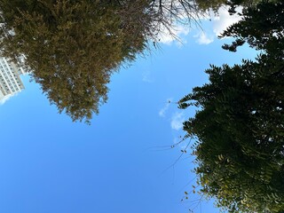 나무와 하늘