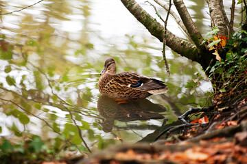 Female brown mallard duck on light reflecting green coloured lake with orange leaves, next to bank with tree during autumn 