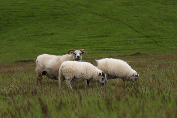 Icelandic sheeps