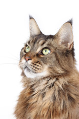 portrait of Maine coon isolated on white background.  Head of big cat 