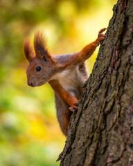 Squirrel in park. Autumn in the park. Red squirrel on a tree