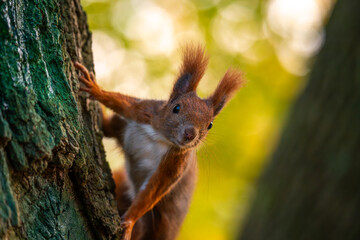 Squirrel in park. Autumn in the park. Red squirrel on a tree
