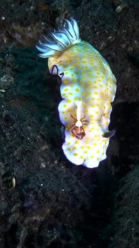 An emperor shrimp hitchhiking a ride on a Hypselodoris pulchella 