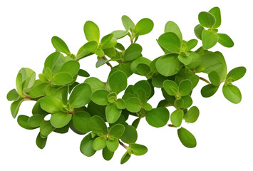 Fototapeta premium PNG Thyme leaf plant herbs white background.