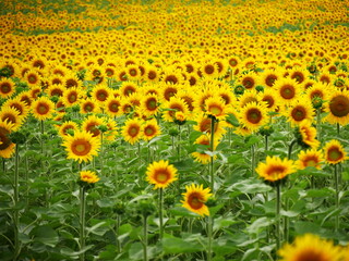 Agricultural field background : sunflowers blooming in summer, yellow flowers countryside landscape