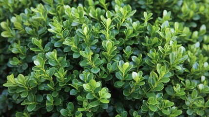 Obraz premium Fresh Green Boxwood Hedge Texture Close-Up