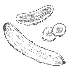 Cucumber hand drawn vector sketch set. Whole cucumber and cucumber slices. Cucumber collection in vector