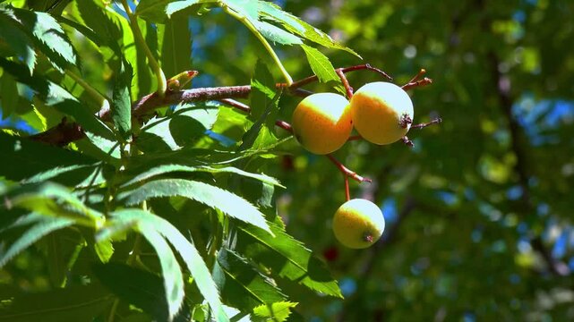 Whitebeam, rowan Sorbus sp. - Large yellow sweet fruits with seeds in autumn in a park, Ukraine
