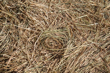 Close-up texture of dry straw of a haystack after harvesting.